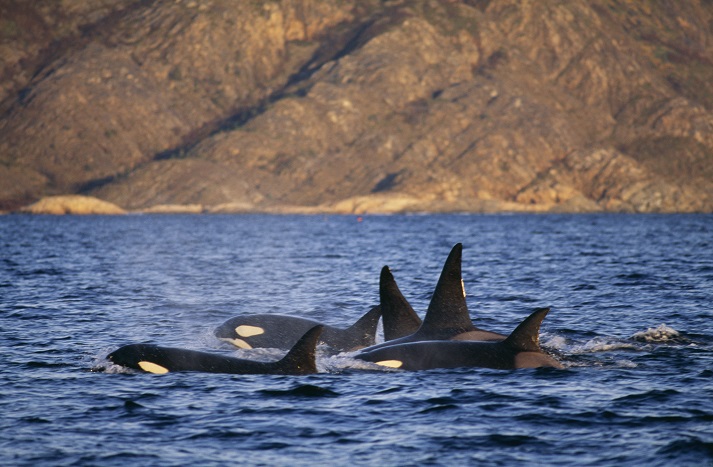 ノルウェーのトロムソ観光とシャチ＆クジラウォッチング